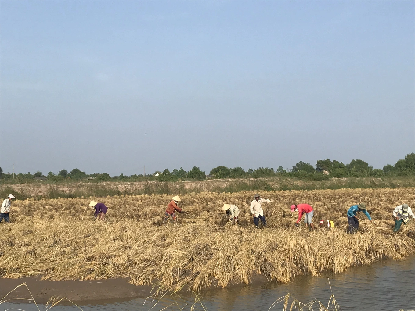 Sau gạo ngon nhất thế giới, Việt Nam sắp ra mắt gạo dược liệu ngừa bệnh tật